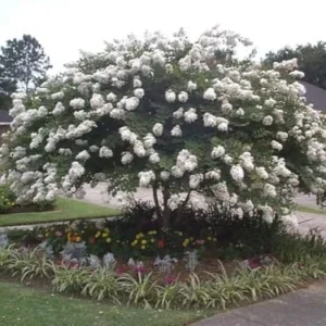 Acoma Dwarf Crape Myrtle Live Plant - White Flowers, Weeping Tree, 8-10ft Tall, Ships 2-4ft