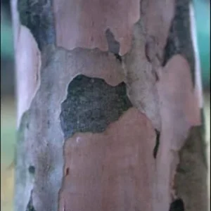 Acoma Dwarf Crape Myrtle Live Plant - White Flowers, Weeping Tree, 8-10ft Tall, Ships 2-4ft