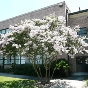 Acoma Dwarf Crape Myrtle Live Plant - White Flowers, Weeping Tree, 8-10ft Tall, Ships 2-4ft