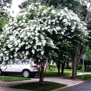 Acoma Dwarf Crape Myrtle Live Plant - White Flowers, Weeping Tree, 8-10ft Tall, Ships 2-4ft