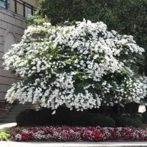 Acoma Dwarf Crape Myrtle Live Plant - White Flowers, Weeping Tree, 8-10ft Tall, Ships 2-4ft