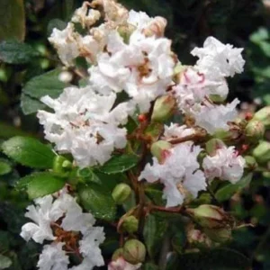 Acoma Dwarf Crape Myrtle Live Plant - White Flowers, Weeping Tree, 8-10ft Tall, Ships 2-4ft