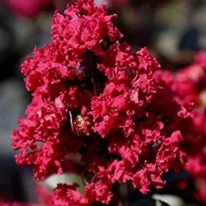 Arapahoe Crape Myrtle Tree Live Plant - Wine-Red Flowers, Dark Green Foliage, 22ft+ Tall, 15-20ft Wide, Upright Growth, Well-Rooted in Pot