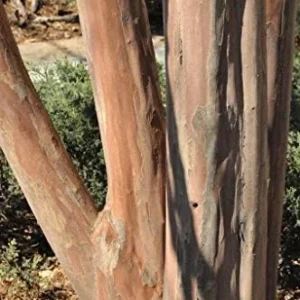 Arapahoe Crape Myrtle Tree Live Plant - Wine-Red Flowers, Dark Green Foliage, 22ft+ Tall, 15-20ft Wide, Upright Growth, Well-Rooted in Pot