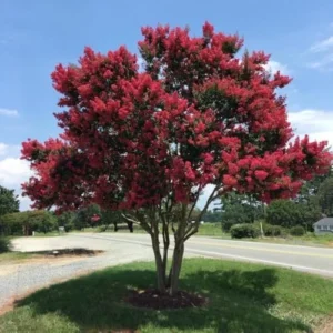 Arapahoe Crape Myrtle Tree Live Plant - Wine-Red Flowers, Dark Green Foliage, 22ft+ Tall, 15-20ft Wide, Upright Growth, Well-Rooted in Pot