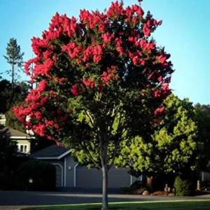 Arapahoe Crape Myrtle Tree Live Plant - Wine-Red Flowers, Dark Green Foliage, 22ft+ Tall, 15-20ft Wide, Upright Growth, Well-Rooted in Pot