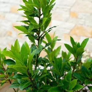Bay Leaf Laurel Tree Live Plant Laurus Nobilis Sweet Bay 8-10 Inches Indoor Outdoor Planting Green