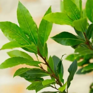 Bay Leaf Laurel Tree Live Plant Laurus Nobilis Sweet Bay 8-10 Inches Indoor Outdoor Planting Green