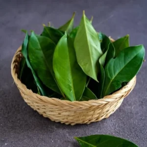 Bay Leaf Laurel Tree Live Plant Laurus Nobilis Sweet Bay 8-10 Inches Indoor Outdoor Planting Green