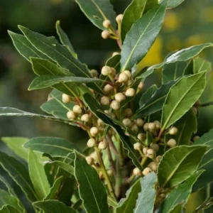 Bay Leaf Laurel Tree Live Plant Laurus Nobilis Sweet Bay 8-10 Inches Indoor Outdoor Planting Green