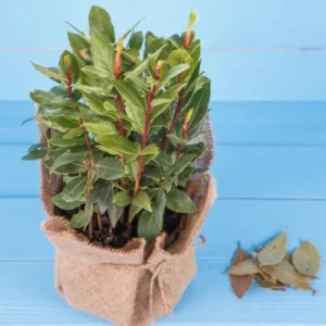 Bay Leaf Laurel Tree Live Plant Laurus Nobilis Sweet Bay 8-10 Inches Indoor Outdoor Planting Green