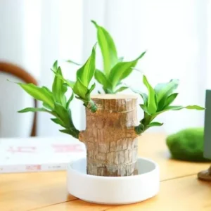 Brazilian Lucky Wood Plant Easy Care Indoor Outdoor Desk Decor Wood 2"D x 2"W x 3.93"H
