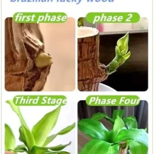 Brazilian Lucky Wood Plant Easy Care Indoor Outdoor Desk Decor Wood 2"D x 2"W x 3.93"H