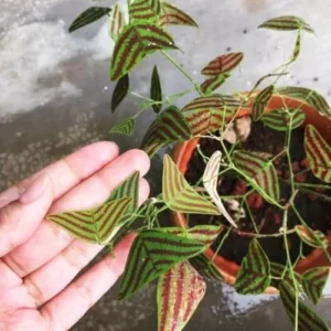 Christia Obcordata Butterfly Plant Live 6 inch Pot Green Ornamental Houseplant