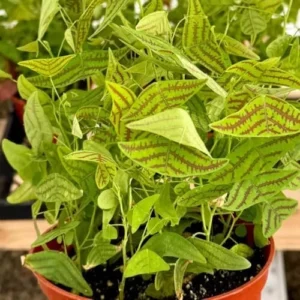 Christia Obcordata Butterfly Plant Live 6 inch Pot Green Ornamental Houseplant