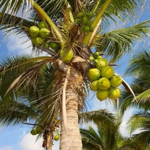 Coconut Palm Tree Live Plant, 6 Inch Pot, Tropical Fruit Tree