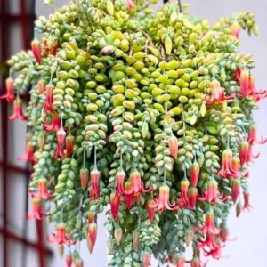 Cotyledon Pendens Succulent Plant, Trailing Houseplant, 2 Inch Pot, Live Ornamental, Green/Red