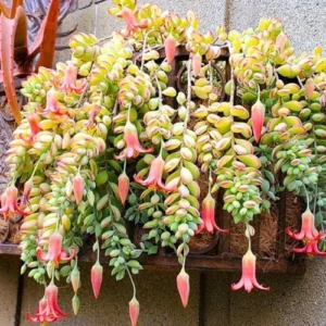Cotyledon Pendens Succulent Plant, Trailing Houseplant, 2 Inch Pot, Live Ornamental, Green/Red