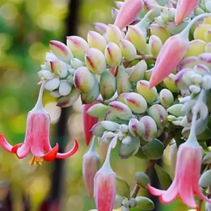 Cotyledon Pendens Succulent Plant, Trailing Houseplant, 2 Inch Pot, Live Ornamental, Green/Red