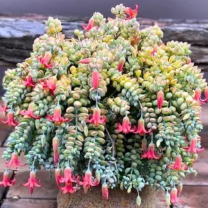 Cotyledon Pendens Succulent Plant, Trailing Houseplant, 2 Inch Pot, Live Ornamental, Green/Red