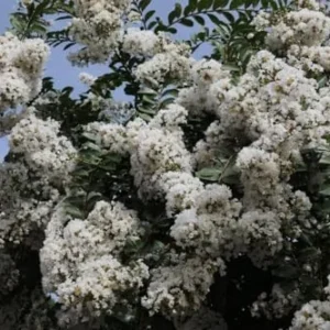 Crape Myrtle Live Plant Natchez White Blooms 20ft+ Tall & Wide Shade Tree 2-4ft Tall Well-Rooted in Pot