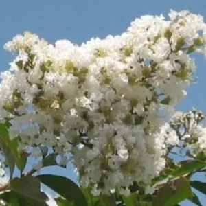 Crape Myrtle Live Plant Natchez White Blooms 20ft+ Tall & Wide Shade Tree 2-4ft Tall Well-Rooted in Pot
