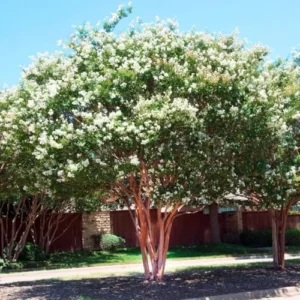 Crape Myrtle Live Plant Natchez White Blooms 20ft+ Tall & Wide Shade Tree 2-4ft Tall Well-Rooted in Pot