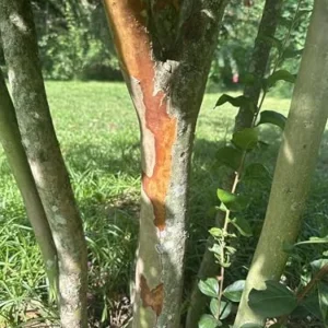 Crape Myrtle Live Plant Natchez White Blooms 20ft+ Tall & Wide Shade Tree 2-4ft Tall Well-Rooted in Pot