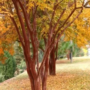 Crape Myrtle Live Plant Natchez White Blooms 20ft+ Tall & Wide Shade Tree 2-4ft Tall Well-Rooted in Pot