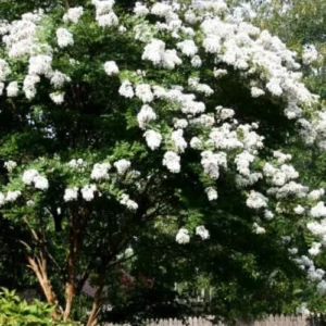 Crape Myrtle Live Plant Natchez White Blooms 20ft+ Tall & Wide Shade Tree 2-4ft Tall Well-Rooted in Pot