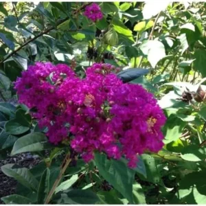 Crape Myrtle Tree Live Plant - Dark Purple Blooms, Upright 20ft Tall, 2-4ft Tall Potted