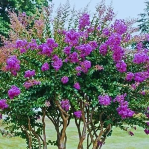 Crape Myrtle Tree Live Plant - Dark Purple Blooms, Upright 20ft Tall, 2-4ft Tall Potted