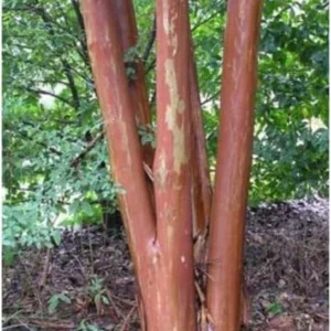 Crape Myrtle Tree Live Plant - Dark Purple Blooms, Upright 20ft Tall, 2-4ft Tall Potted