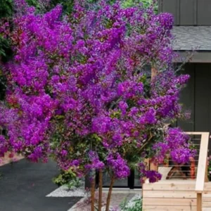 Crape Myrtle Tree Live Plant - Dark Purple Blooms, Upright 20ft Tall, 2-4ft Tall Potted