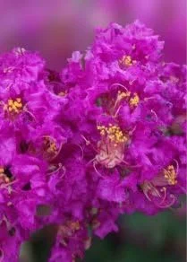 Crape Myrtle Tree Live Plant - Sunset Purple Flowers, Fast Growing, Shade Tree, 20ft Tall, 15ft Wide, Well-Rooted in Pot