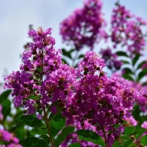 Crape Myrtle Tree Live Plant - Sunset Purple Flowers, Fast Growing, Shade Tree, 20ft Tall, 15ft Wide, Well-Rooted in Pot