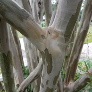 Crape Myrtle Tree Live Plant - Sunset Purple Flowers, Fast Growing, Shade Tree, 20ft Tall, 15ft Wide, Well-Rooted in Pot