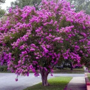 Crape Myrtle Tree Live Plant - Sunset Purple Flowers, Fast Growing, Shade Tree, 20ft Tall, 15ft Wide, Well-Rooted in Pot