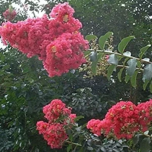 Crape Myrtle Tree, Watermelon Red Blooms, Hardy Fast Growing Shade Tree, 25ft Tall, 20ft Wide, Ships 2-4ft Tall, Well-Rooted in Pot