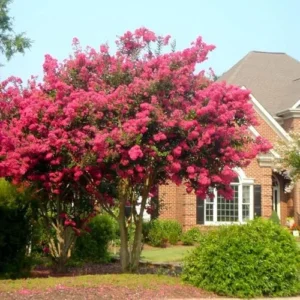Crape Myrtle Tree, Watermelon Red Blooms, Hardy Fast Growing Shade Tree, 25ft Tall, 20ft Wide, Ships 2-4ft Tall, Well-Rooted in Pot