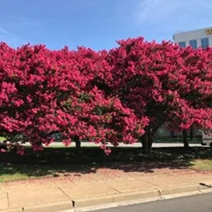 Crape Myrtle Tree, Watermelon Red Blooms, Hardy Fast Growing Shade Tree, 25ft Tall, 20ft Wide, Ships 2-4ft Tall, Well-Rooted in Pot