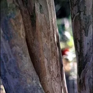 Crape Myrtle Tree, Watermelon Red Blooms, Hardy Fast Growing Shade Tree, 25ft Tall, 20ft Wide, Ships 2-4ft Tall, Well-Rooted in Pot