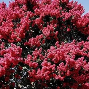 Crape Myrtle Tree, Watermelon Red Blooms, Hardy Fast Growing Shade Tree, 25ft Tall, 20ft Wide, Ships 2-4ft Tall, Well-Rooted in Pot