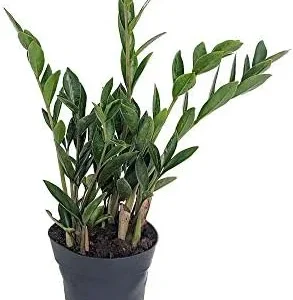 Dwarf ZZ Plant Zamioculcas Zamicro House Plant 4" Pot - Easy Care Indoor Live Plant