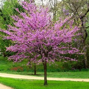 Eastern Redbud Tree Live Plant 2.5 QT Purple Flowers Outdoor Deciduous