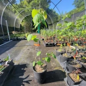 Eastern Redbud Tree Live Plant 2.5 QT Purple Flowers Outdoor Deciduous