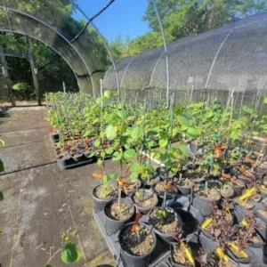 Eastern Redbud Tree Live Plant 2.5 QT Purple Flowers Outdoor Deciduous