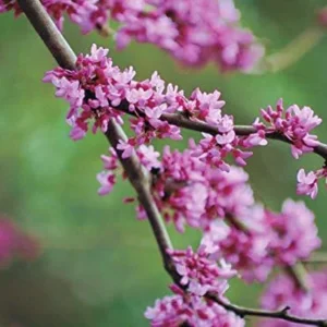 Eastern Redbud Tree Live Plant 2.5 QT Purple Flowers Outdoor Deciduous