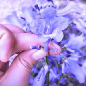 Jacaranda Mimosifolia Tree Live Plant 6-10in Violet Blue Well Rooted Seedling for Outdoor Zones 10-11