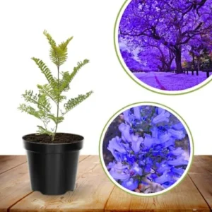 Jacaranda Mimosifolia Tree Live Plant 6-10in Violet Blue Well Rooted Seedling for Outdoor Zones 10-11